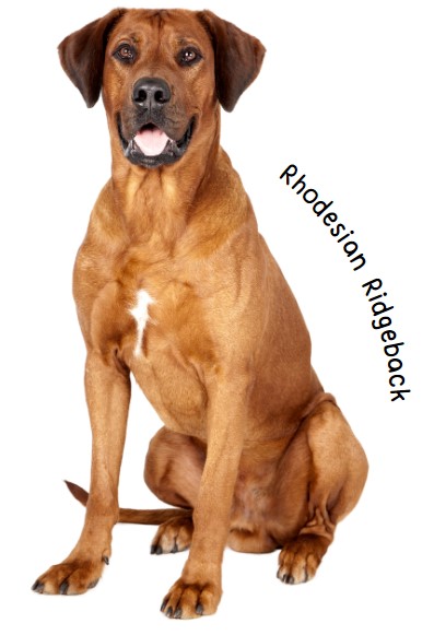 โรดีเชียน ริดจ์แบ็ค (Rhodesian Ridgeback)