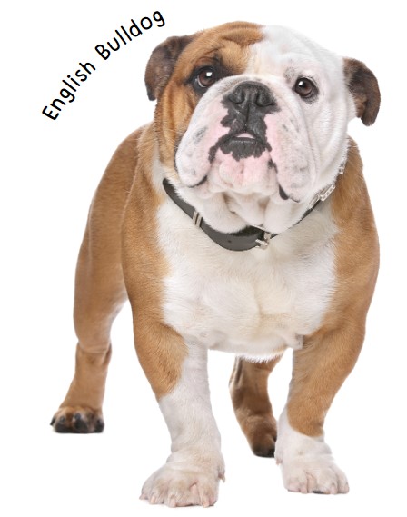 อิงลิช บูลล์ด็อก (English Bulldog)