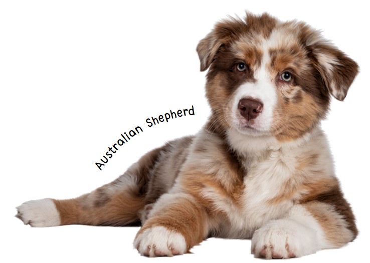 ออสเตรเลียนเชเพิร์ด (Australian Shepherd)