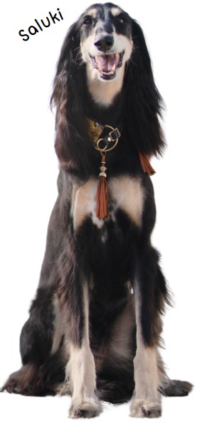 ซาลูกิ (Saluki)