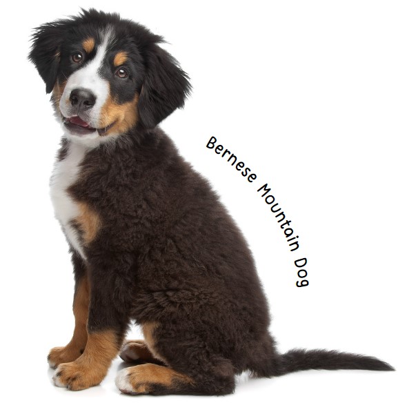 เบอร์นีส เมาน์เทนด็อก (Bernese Mountain Dog)