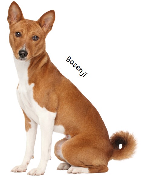 บาเซนจิ (Basenji)