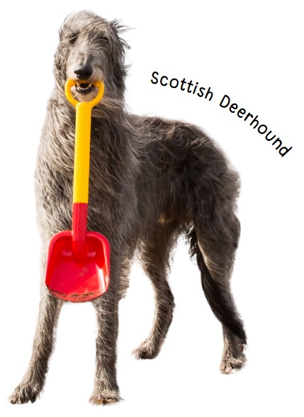 สก็อตติช เดียร์ฮาวนด์ (Scottish Deerhound)