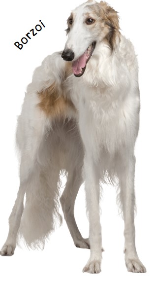 บอร์ซอย (Borzoi)