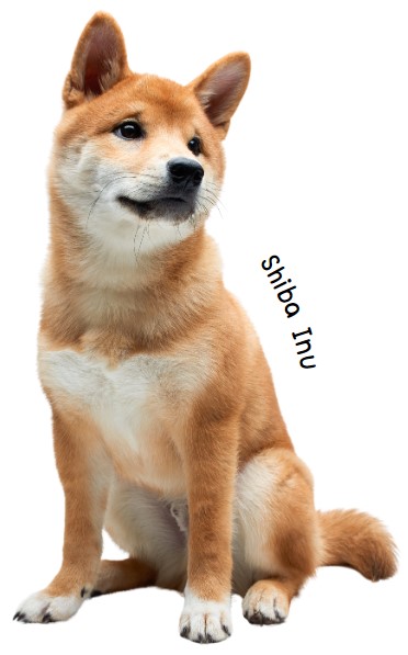 ชิบะอินุ (Shiba Inu)