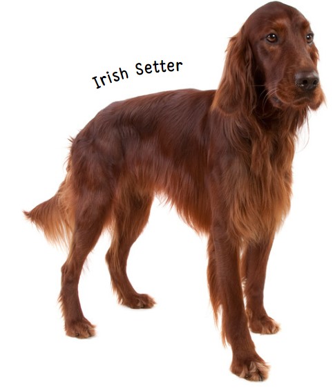 ไอริช เซตเทอร์ (Irish Setter)