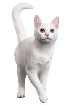 แมวขาวมณี : Khao Manee Cat