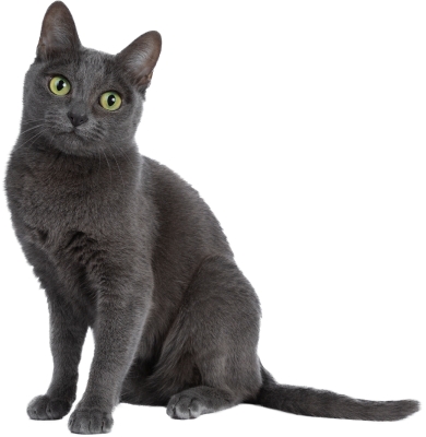 แมวสีสวาด / แมวโคราช : Korat Cat