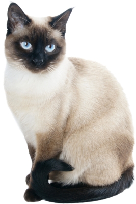 แมววิเชียรมาศ : Siamese Cat