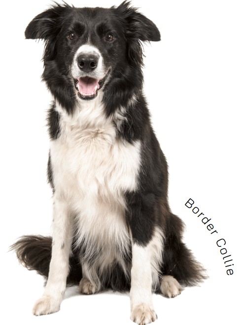 บอร์เดอร์ คอลลี่ (Border Collie)
