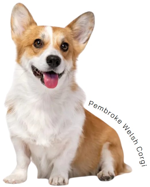 เพมโบรก เวลช์ คอร์กี้ (Pembroke Welsh Corgi)