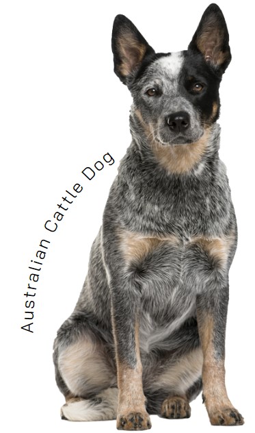ออสเตรเลียน แคทเทิล ด็อก (Australian Cattle Dog)