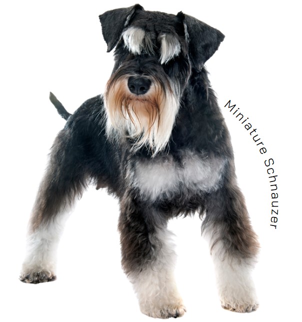 มิเนเจอร์ ชเนาเซอร์ (Miniature Schnauzer)