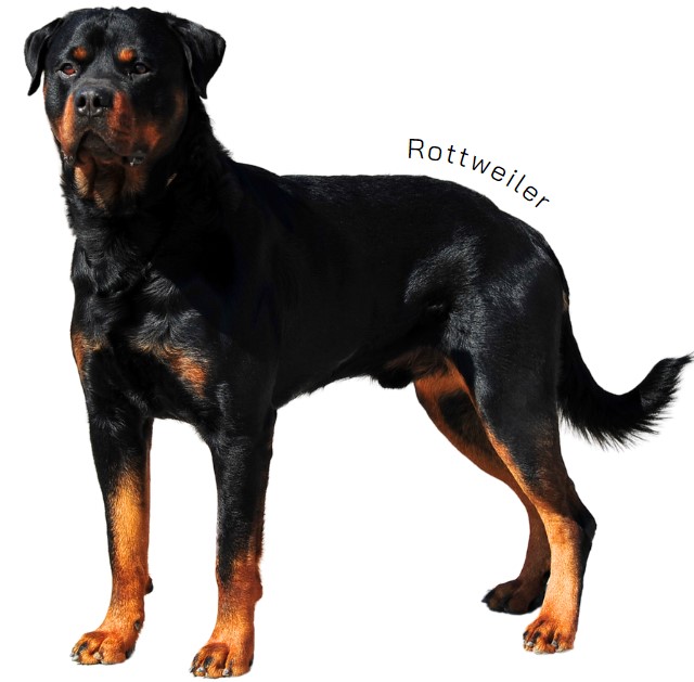ร็อตไวเลอร์ (Rottweiler)