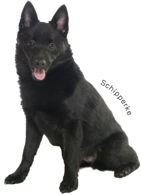 สกิปเพอร์กี้ (Schipperke)