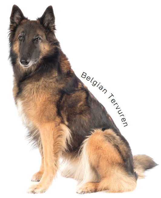 แตร์ฟือเริน (Belgian Tervuren)