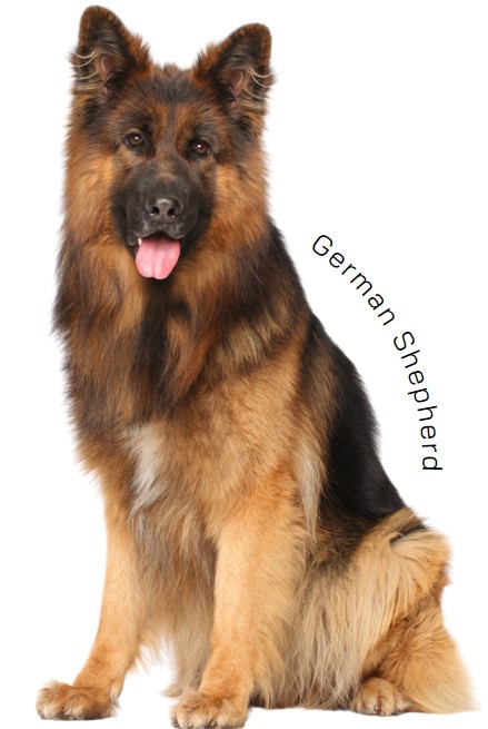 เยอรมันเชเพิร์ด (German Shepherd)