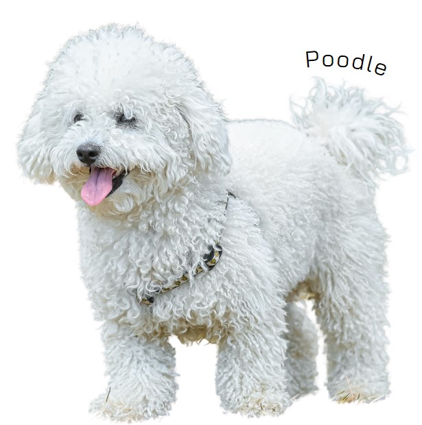 พุดเดิ้ล (Poodle)