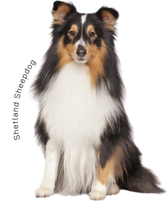 เชทแลนด์ ชีพด็อก (Shetland Sheepdog)