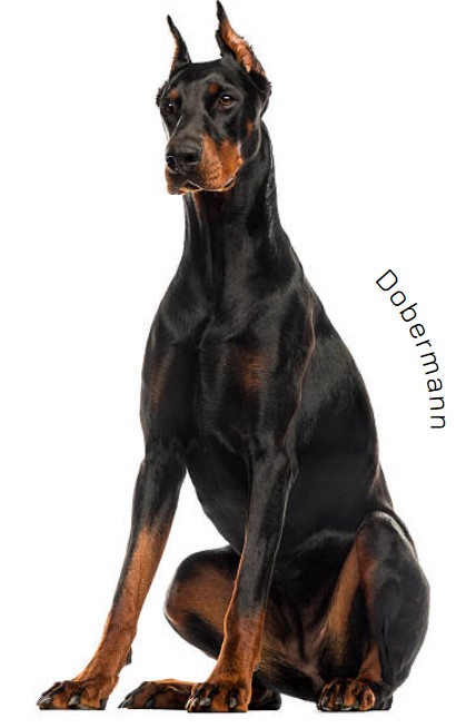 โดเบอร์แมน (Dobermann)