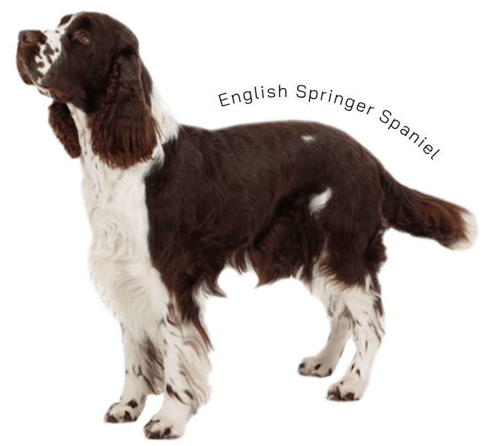 อิงลิช สปริงเกอร์ สเปเนียล (English Springer Spaniel)