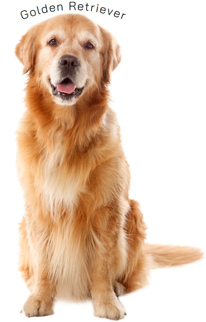 โกลเด้น รีทริฟเวอร์ (Golden Retriever)