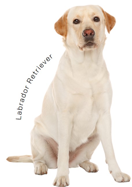 ลาบราดอร์ รีทรีฟเวอร์ (Labrador Retriever)