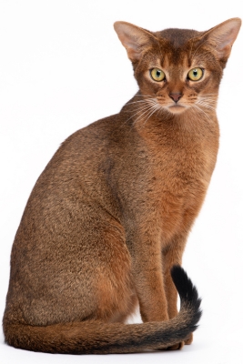 แมวศุภลักษณ์ : Suphalak Cat