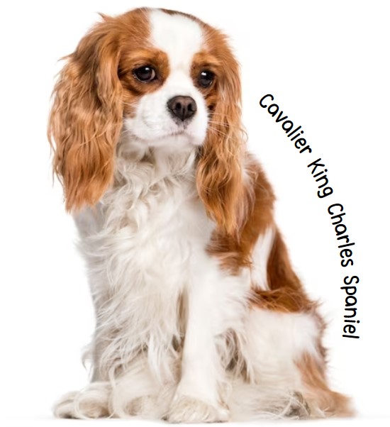 แควาเลียร์คิงชาลส์สแปเนียล (Cavalier King Charles Spaniel)