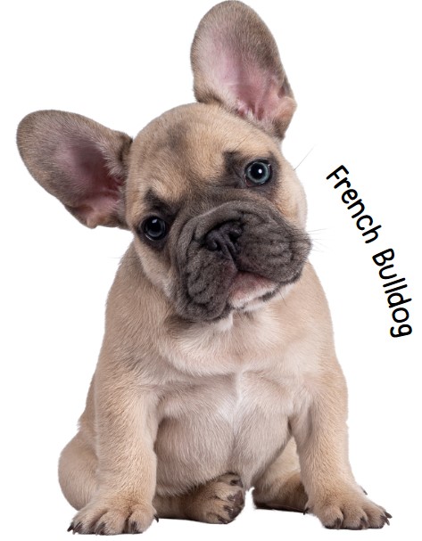 เฟรนช์ บูลด็อก (French Bulldog)