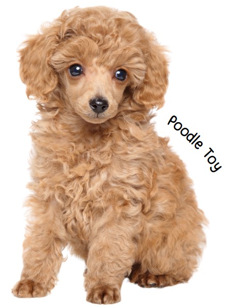 พุดเดิ้ลทอย (Poodle Toy)