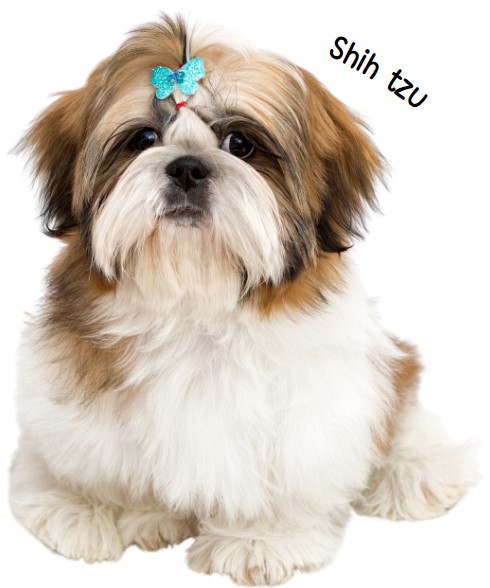 ชิสุ (Shih tzu)