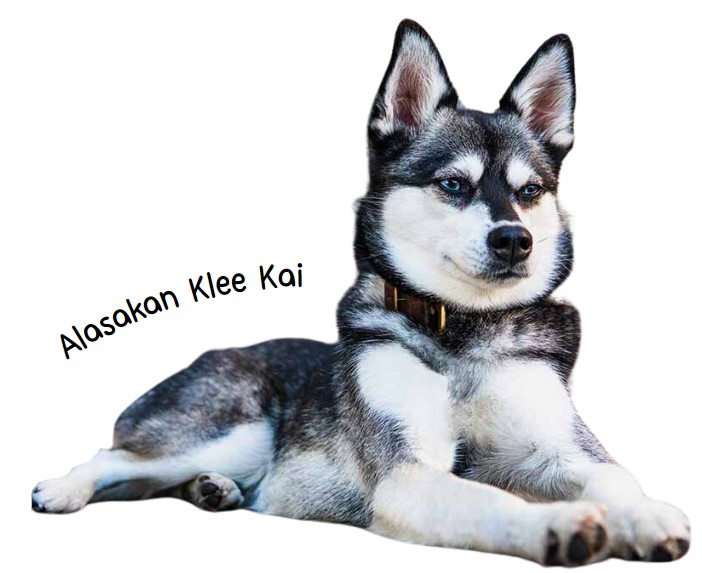 อลาสกัน คลี ไค (Alasakan Klee Kai)