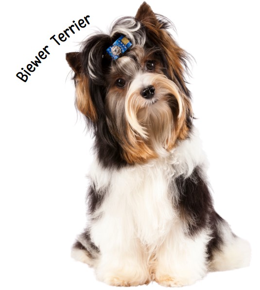 บีเว่อร์ เทอร์เรีย (Biewer Terrier)