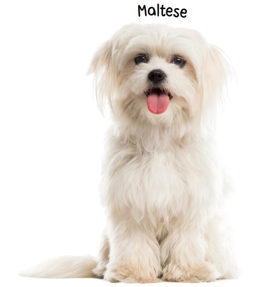 มอลทีส (Maltese)
