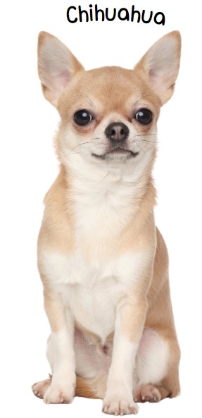 ชิวาวา (Chihuahua)