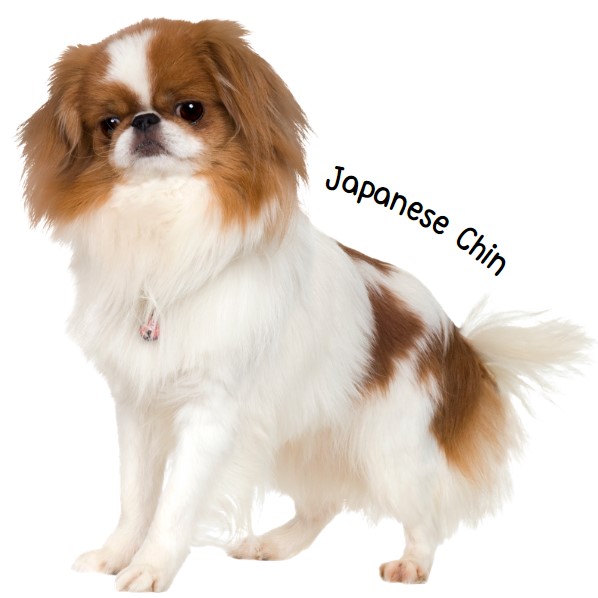 เจแปนนิส ชิน (Japanese Chin)