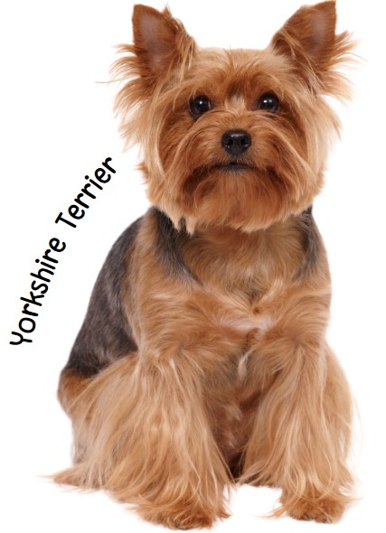 ยอร์คเชียร์ เทอร์เรีย (Yorkshire Terrier)