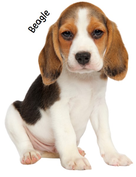 บีเกิ้ล (Beagle)