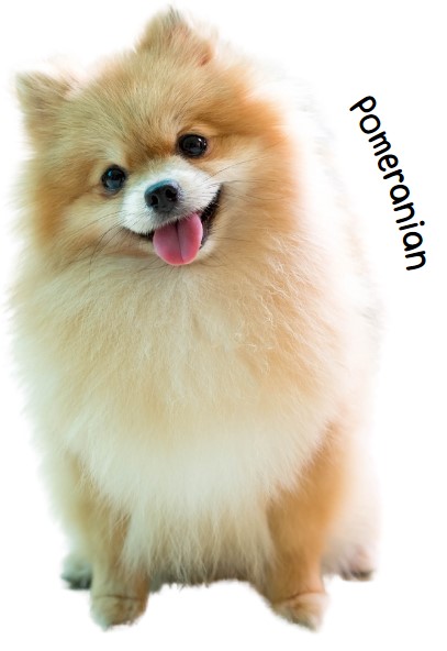 ปอมเมอเรเนียน (Pomeranian)